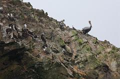 1155-Isole Ballestas,19 luglio 2013